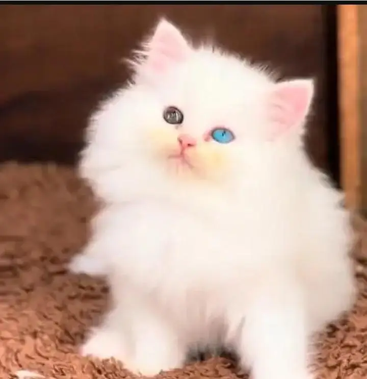 (Persian female kitten) (for sale all) (Pakistan delivery available) — photo 2