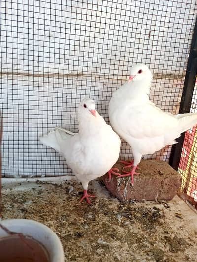 King pigeon Kabotar . . o3oo6o542o3
