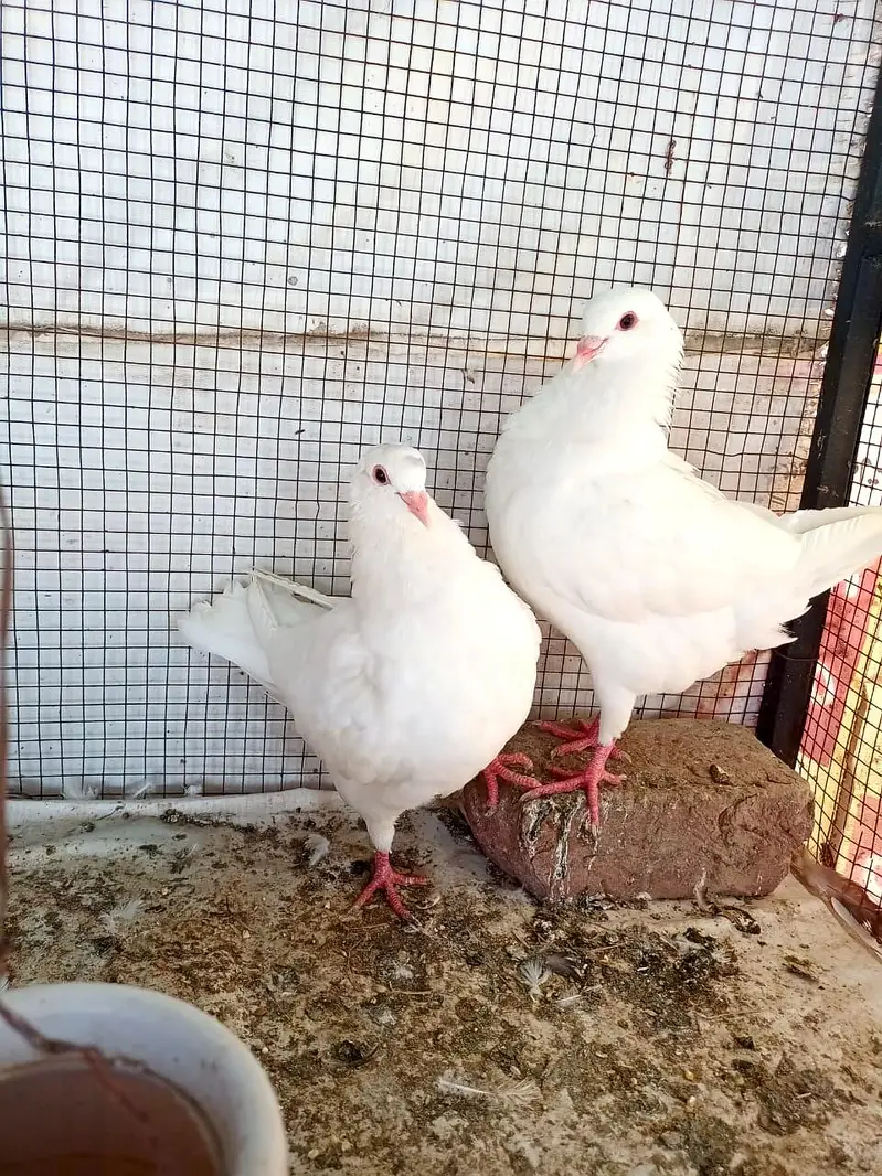 King pigeon Kabotar . . o3oo6o542o3