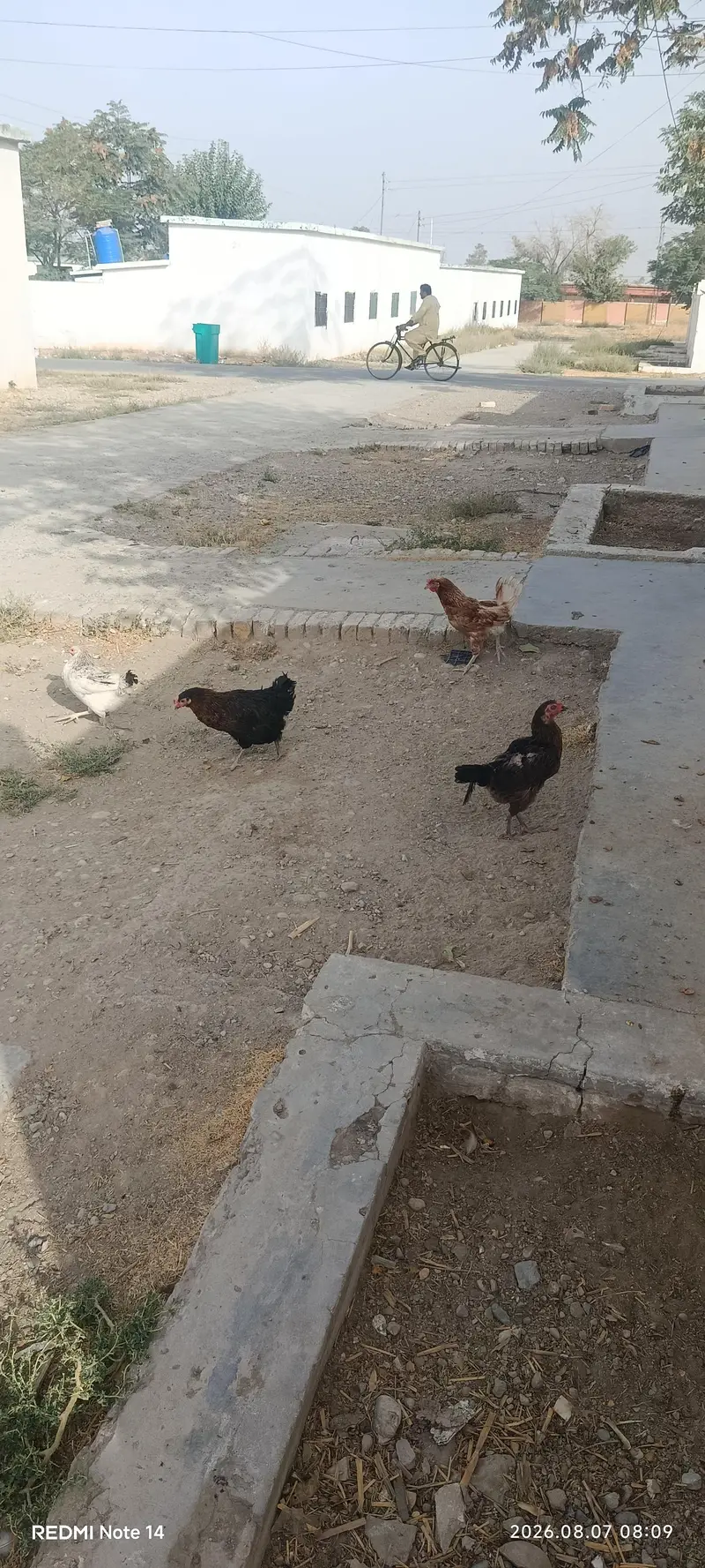2 male 7 female — photo 2