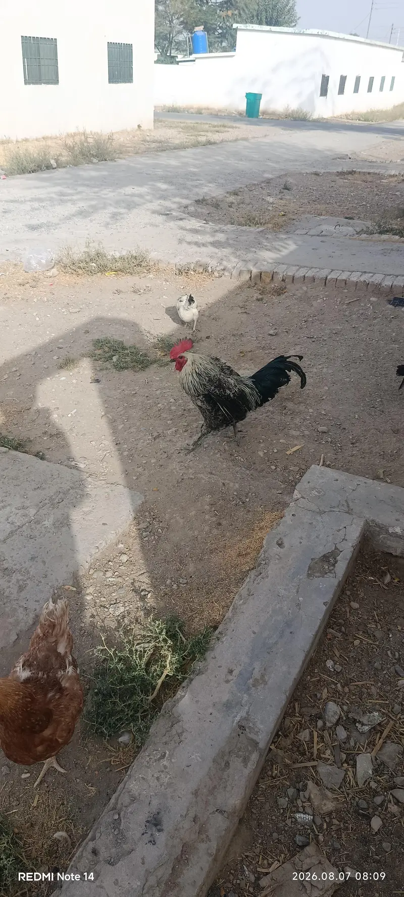 2 male 7 female — photo 3