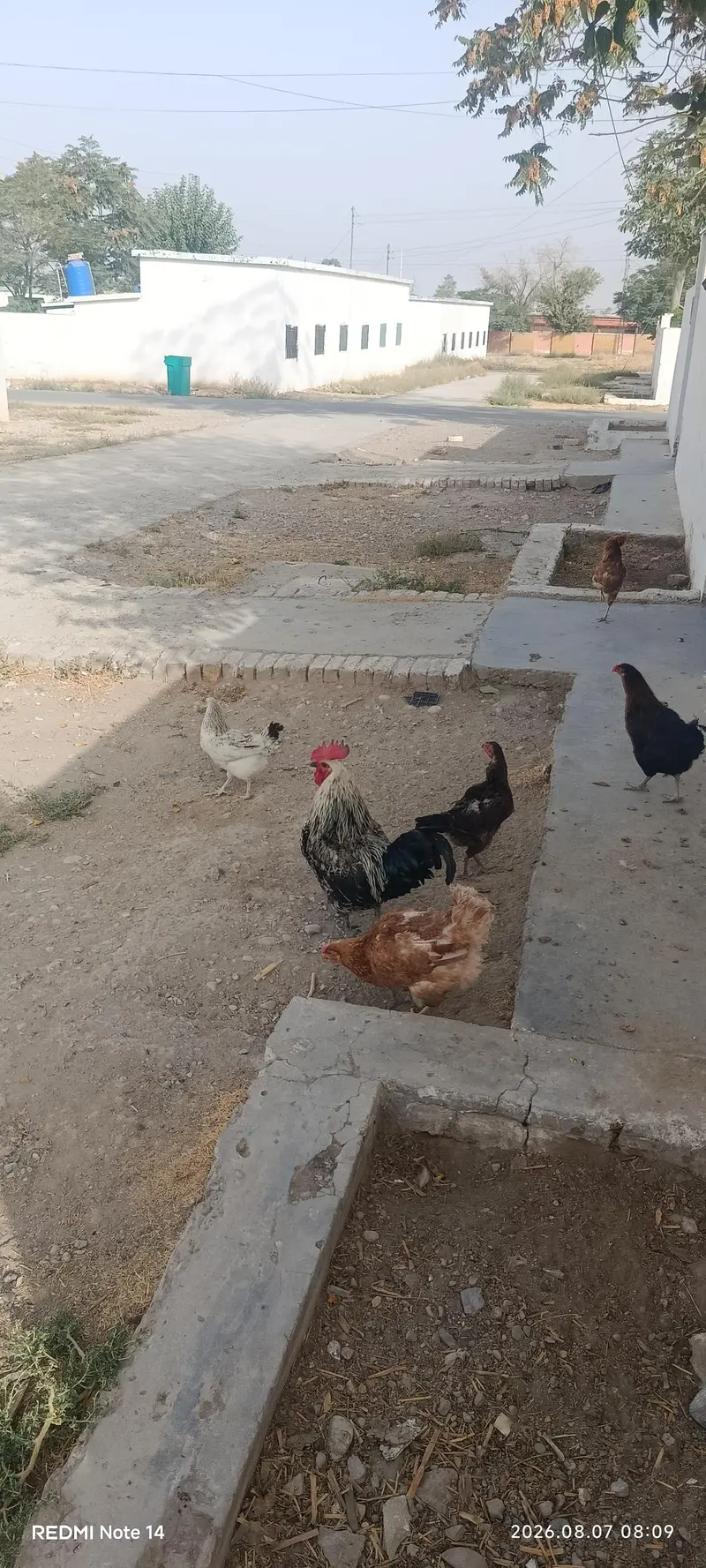 2 male 7 female — photo 5