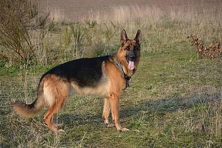 German Shepherd Stock Coat Female