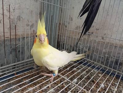 white & yellow female cocktail