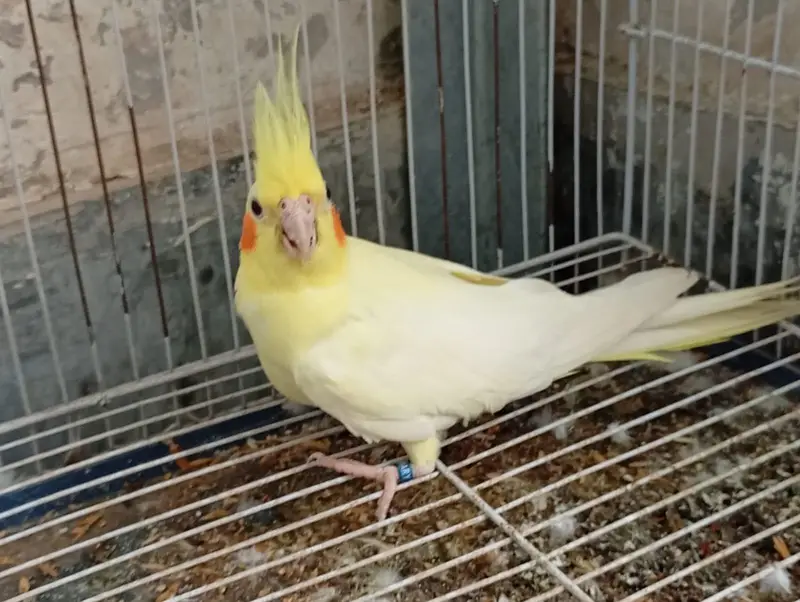 white & yellow female cocktail — photo 2