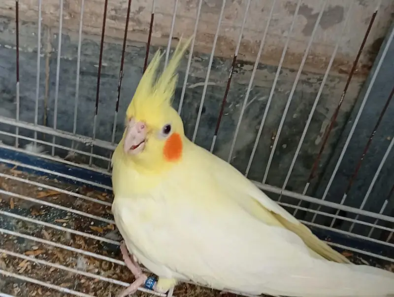 white & yellow female cocktail — photo 3