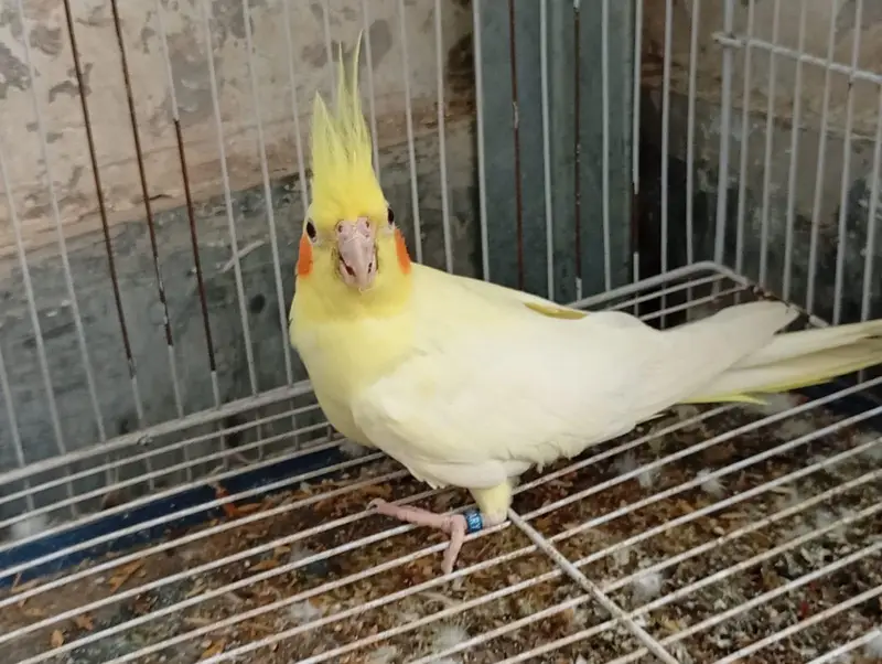white & yellow female cocktail — photo 4