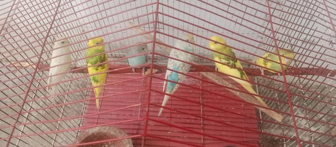 Australian parrots for sale on less rate