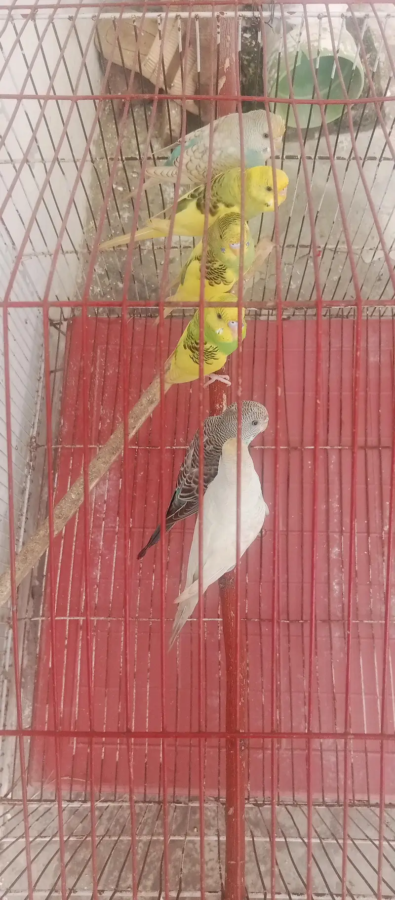 Australian parrots for sale on less rate — photo 2