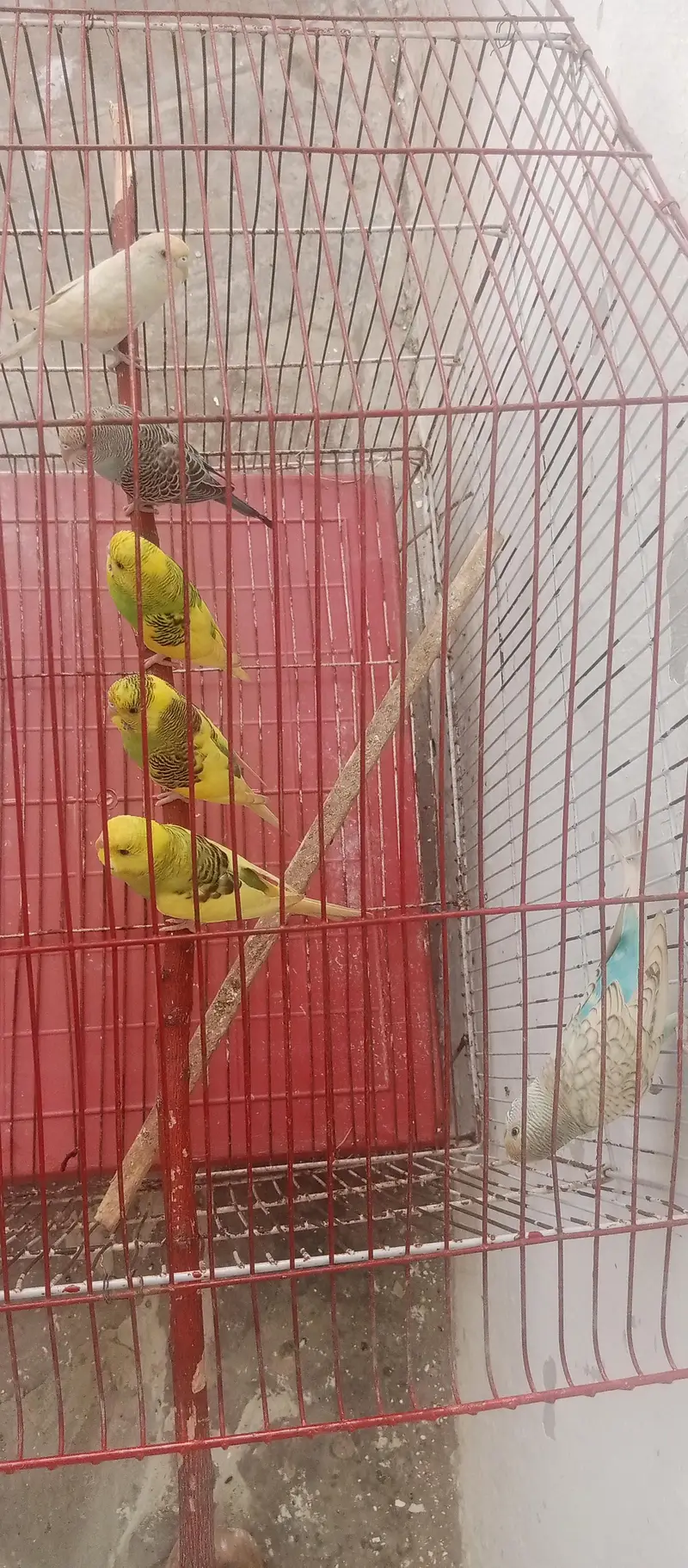 Australian parrots for sale on less rate — photo 3