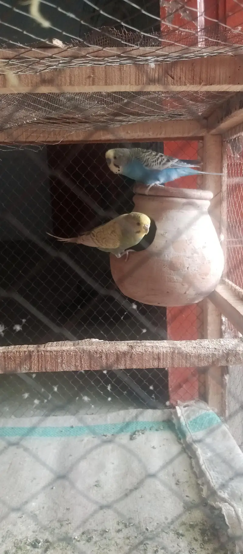 Australian parrots for sale on less rate — photo 4