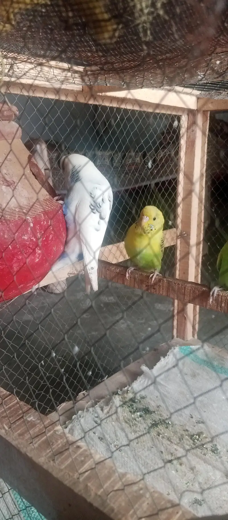 Australian parrots for sale on less rate — photo 6