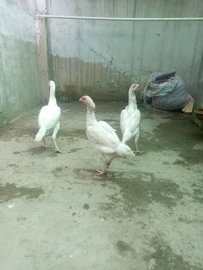Heera Aseel Females Madiyan ( 03204661930 )