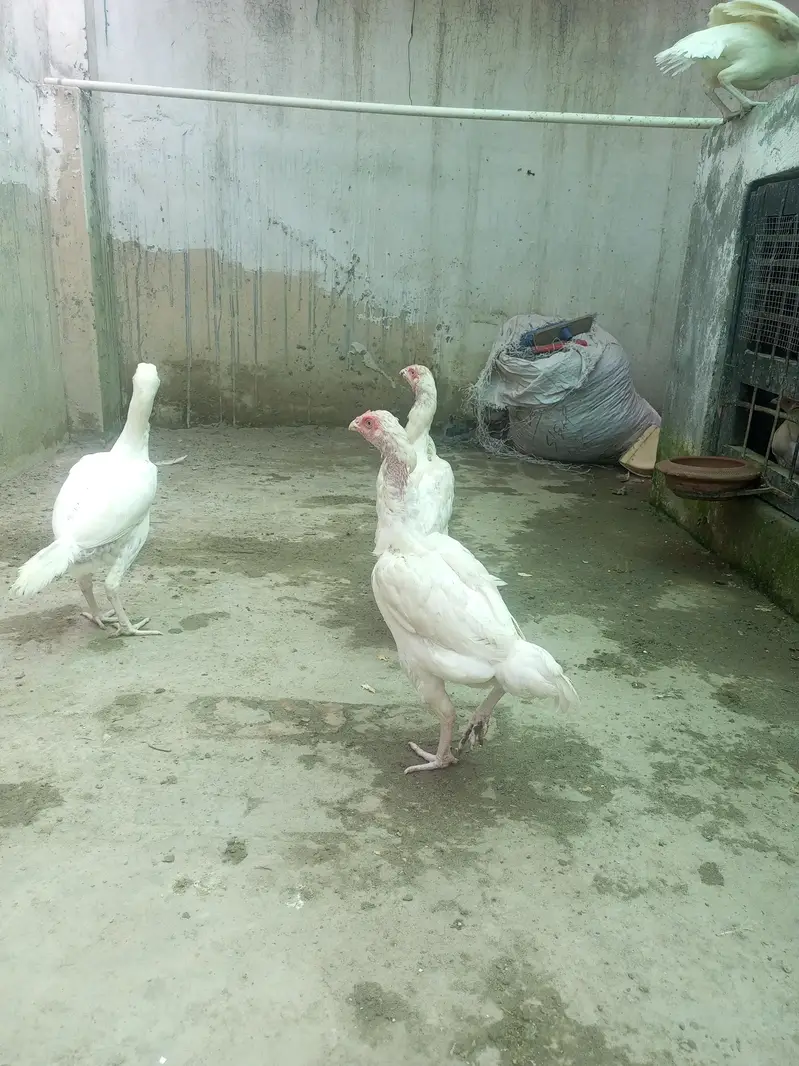 Heera Aseel Females Madiyan ( 03204661930 ) — photo 2