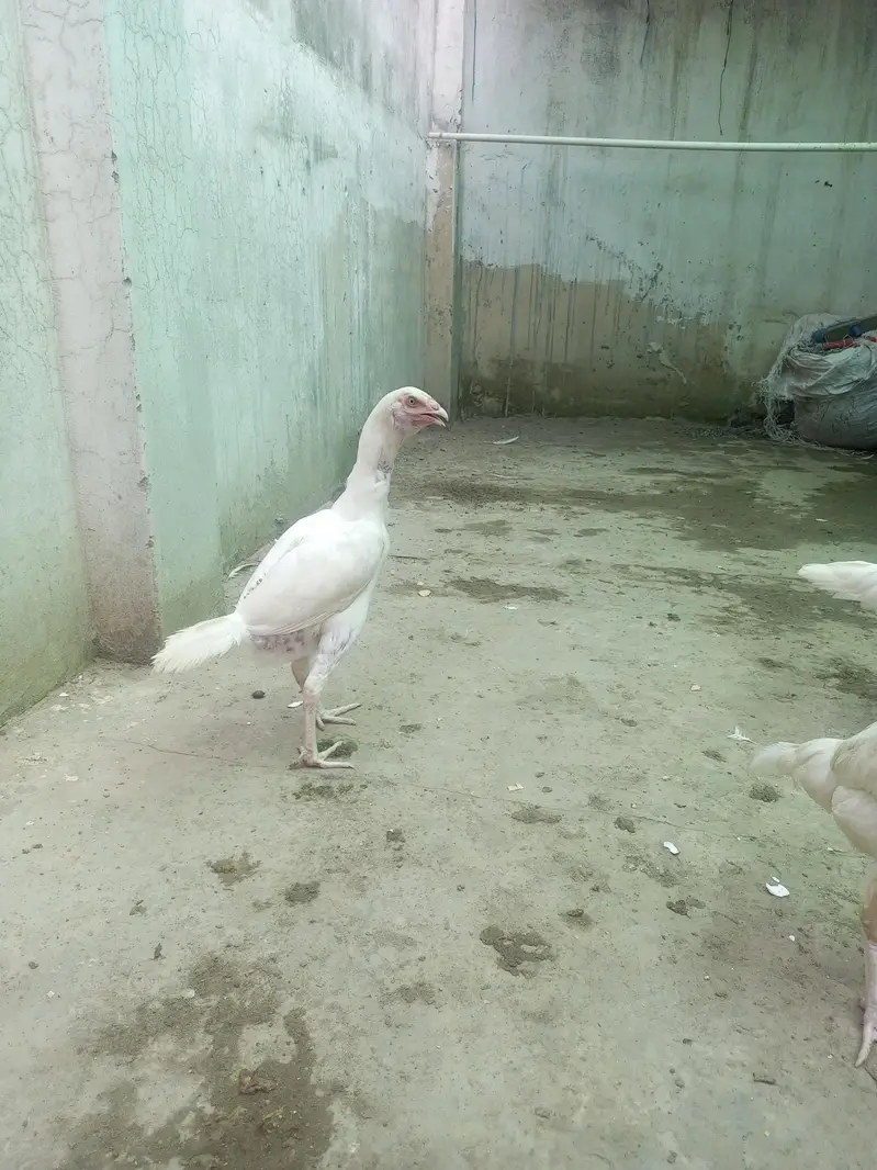 Heera Aseel Females Madiyan ( 03204661930 ) — photo 3