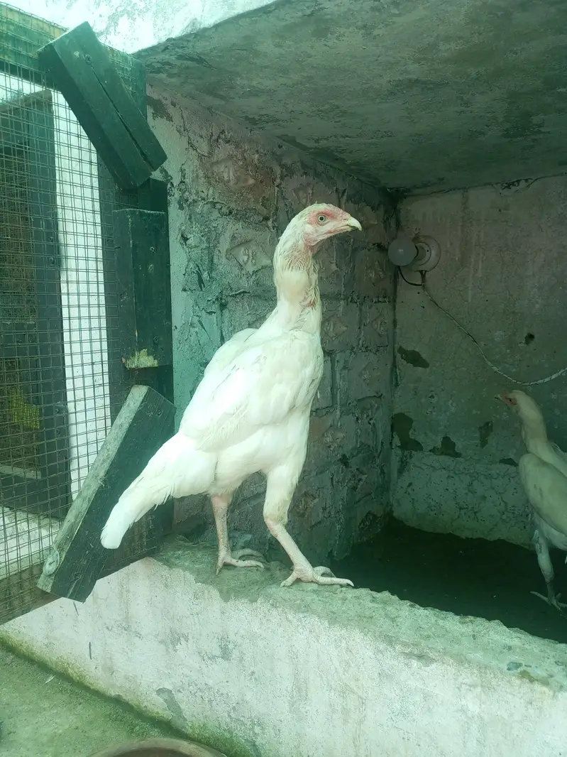 Heera Aseel Females Madiyan ( 03204661930 ) — photo 4