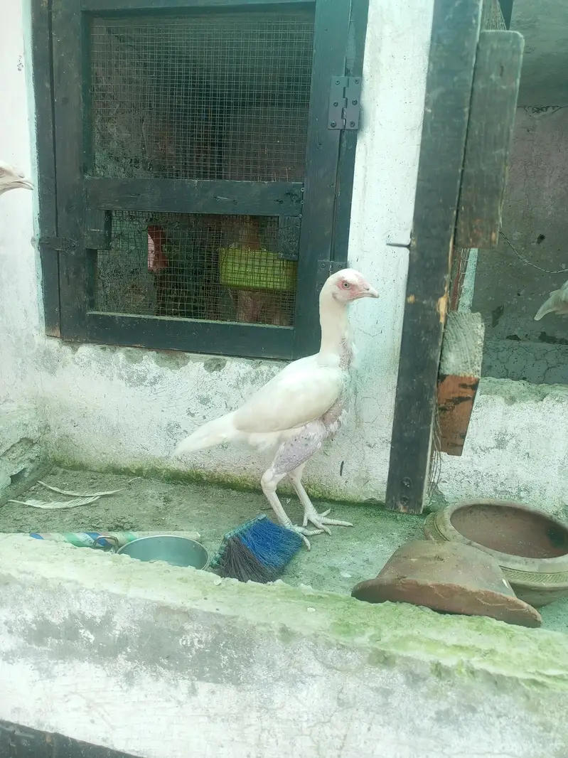 Heera Aseel Females Madiyan ( 03204661930 ) — photo 6