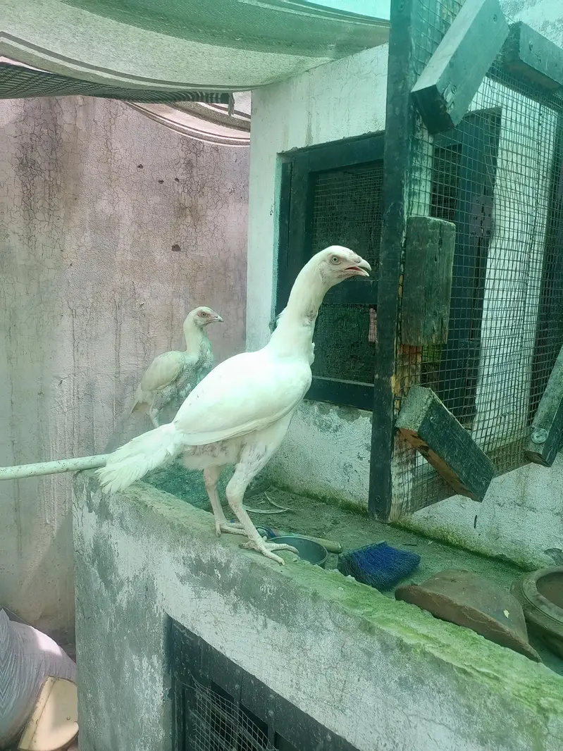 Heera Aseel Females Madiyan ( 03204661930 ) — photo 7