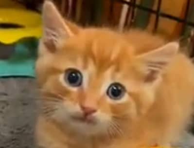 Cute & Haelthy kittens