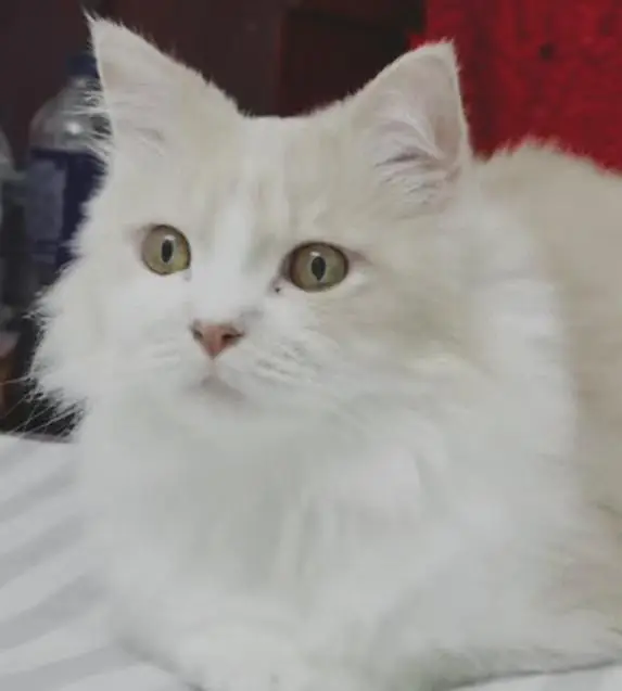 Cute & Haelthy kittens — photo 2