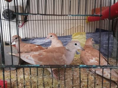 Doves For Sale