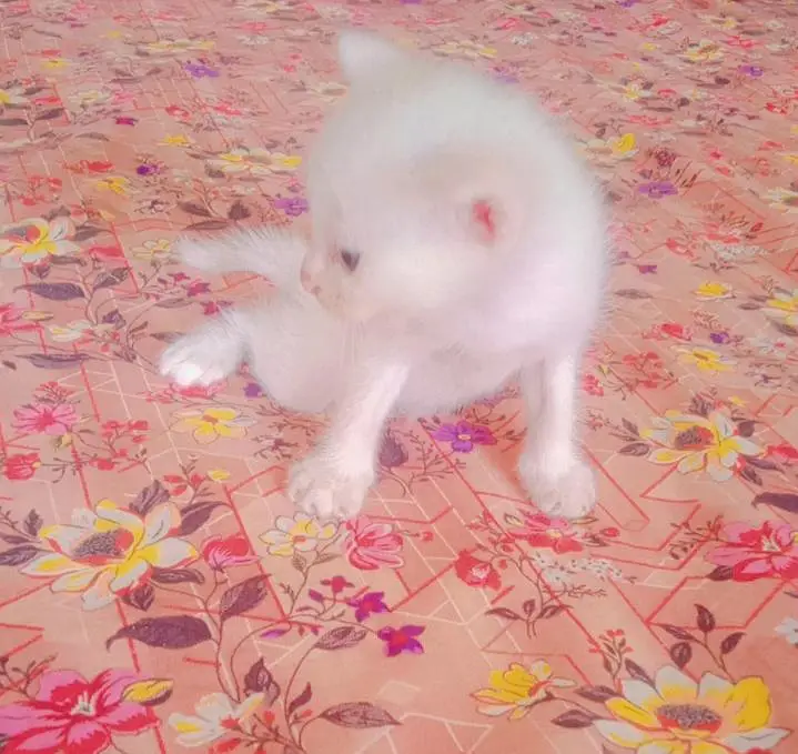 Cute & Haelthy kittens — photo 3