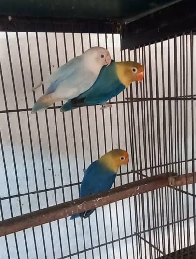 1 Pale fellow blue opline male 2 pale fellow opline females