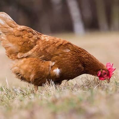 Desi Andy Wali Murghi | Daily Egg Laying Hen