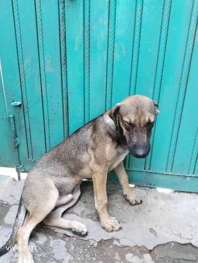 urgent  sale