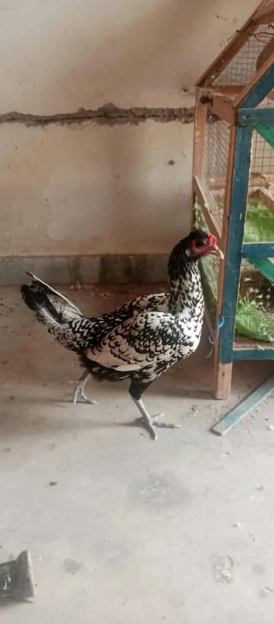 Fancy Cross egg laying hens cocktails kabootar for sale