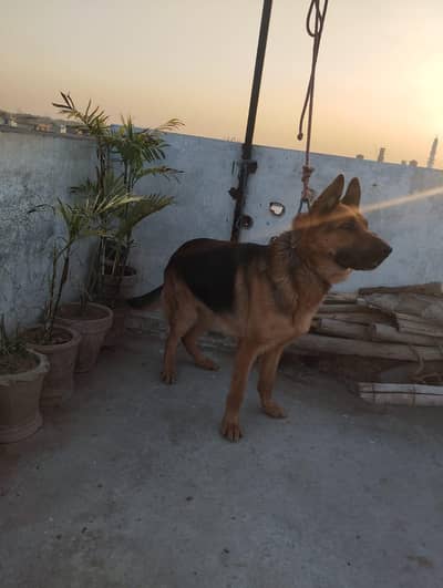 urgent for sale