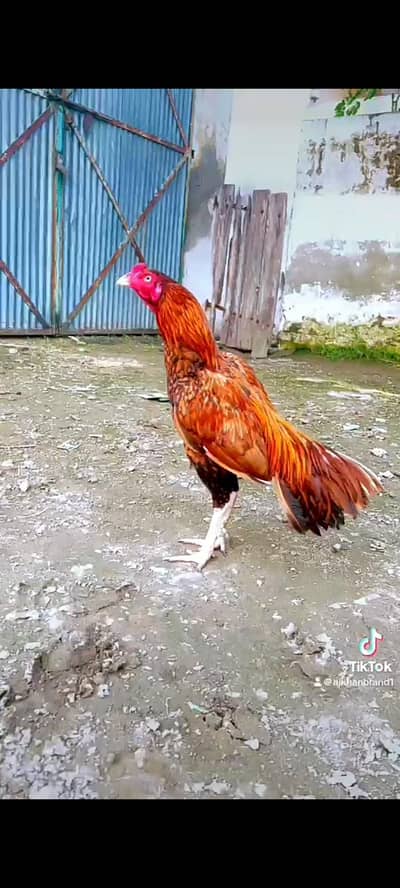 Aseel murgha mianwali for sale
