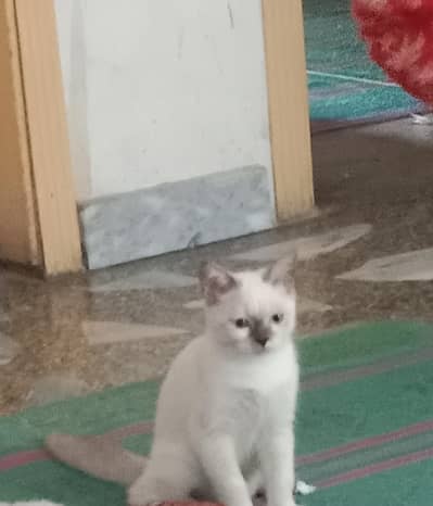 Forsale
