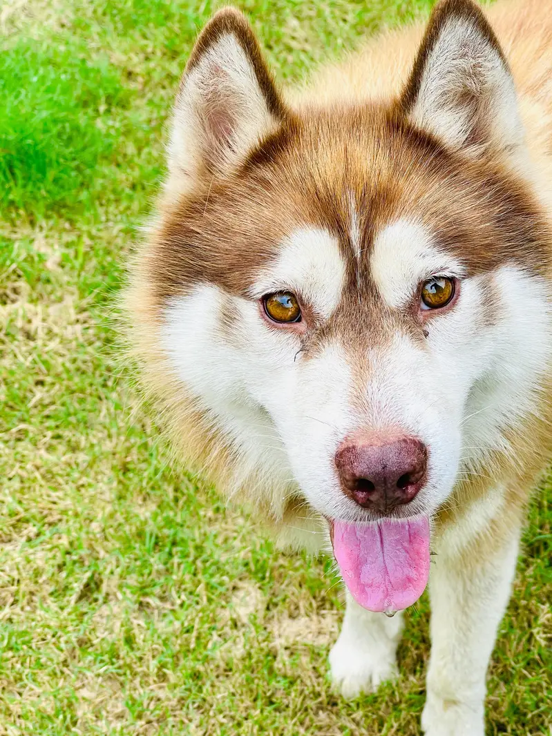 Superior Quality Wooly Coat Siberian Husky Dog