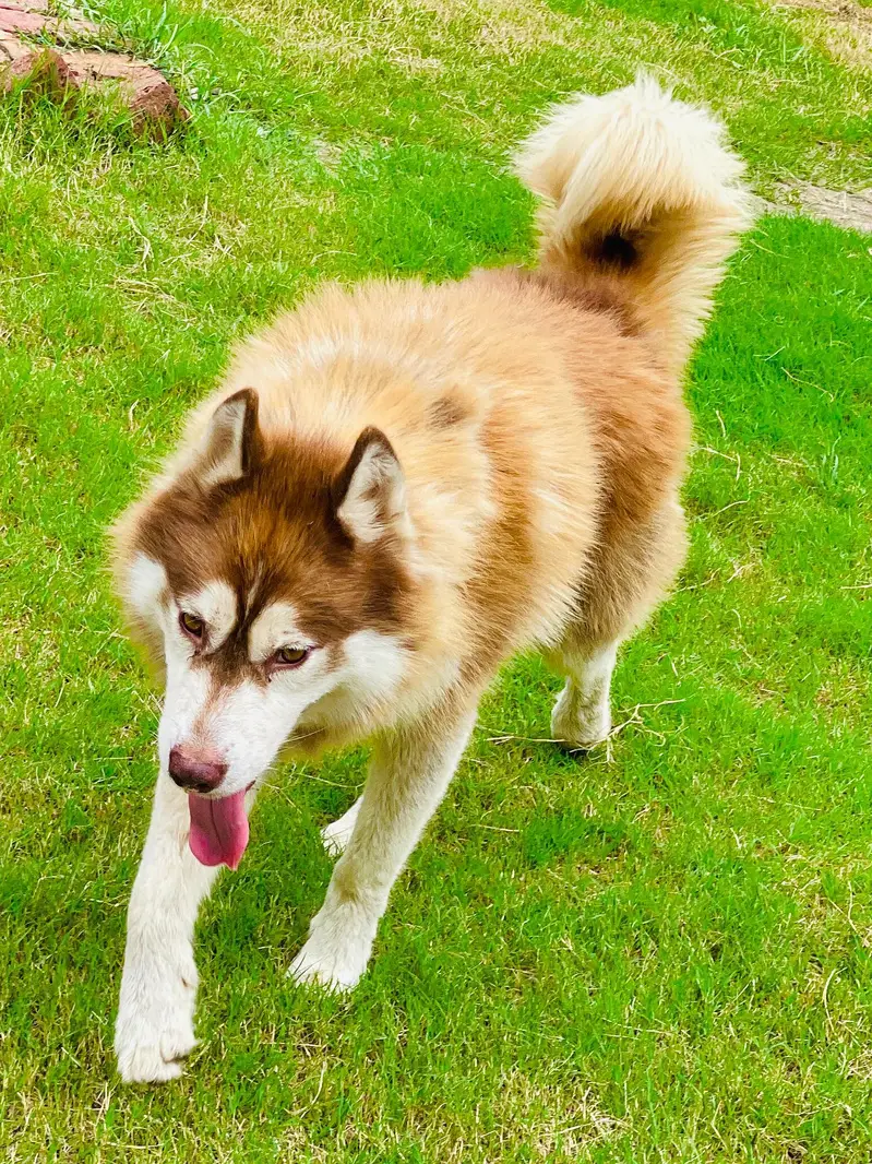 Superior Quality Wooly Coat Siberian Husky Dog — photo 2