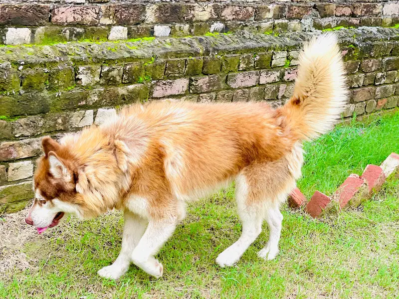 Superior Quality Wooly Coat Siberian Husky Dog — photo 3