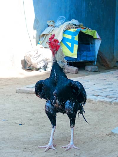 murga asleel