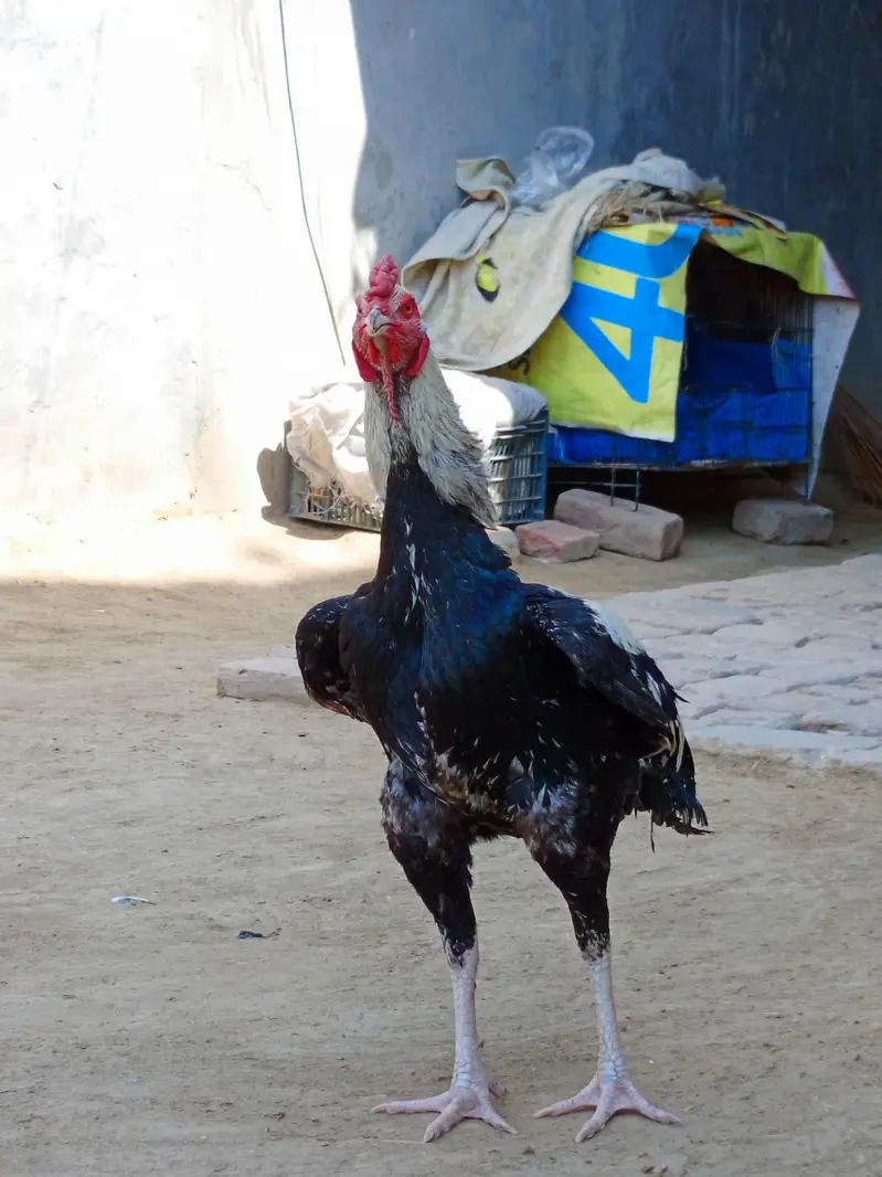 murga asleel — photo 2