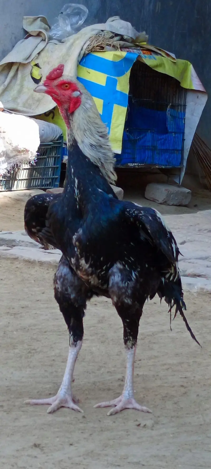 murga asleel — photo 3
