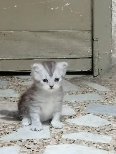 persian cat baby for sale