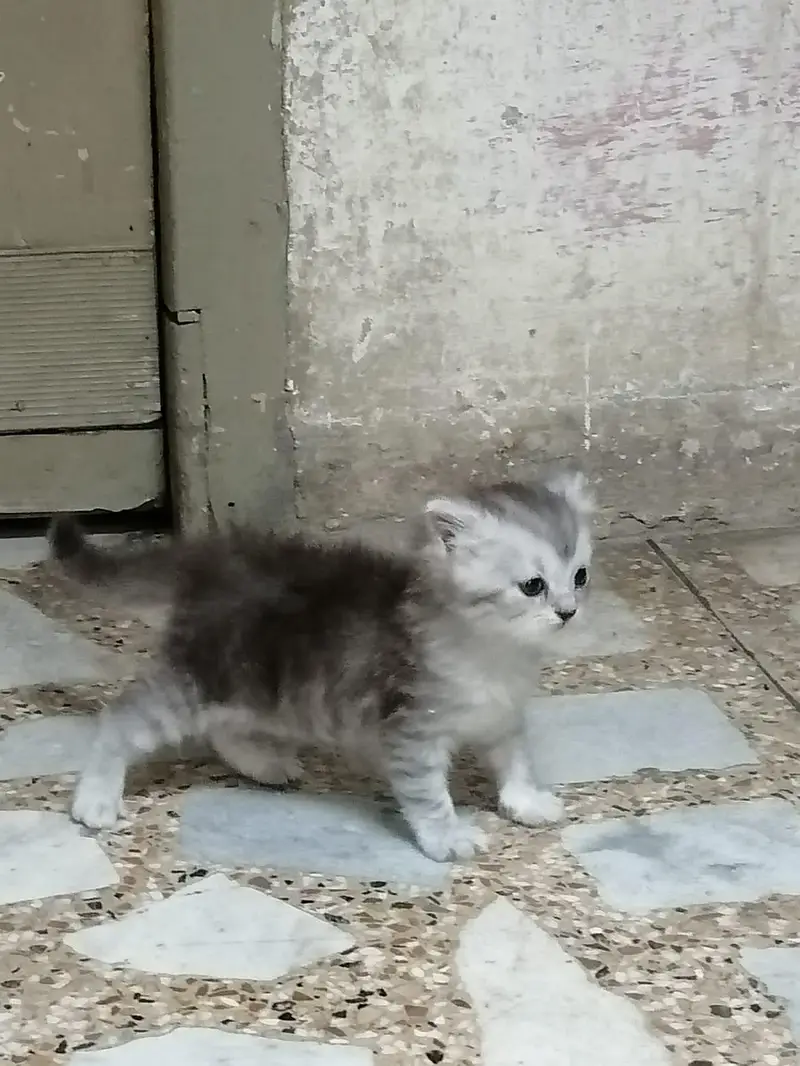 persian cat baby for sale — photo 2