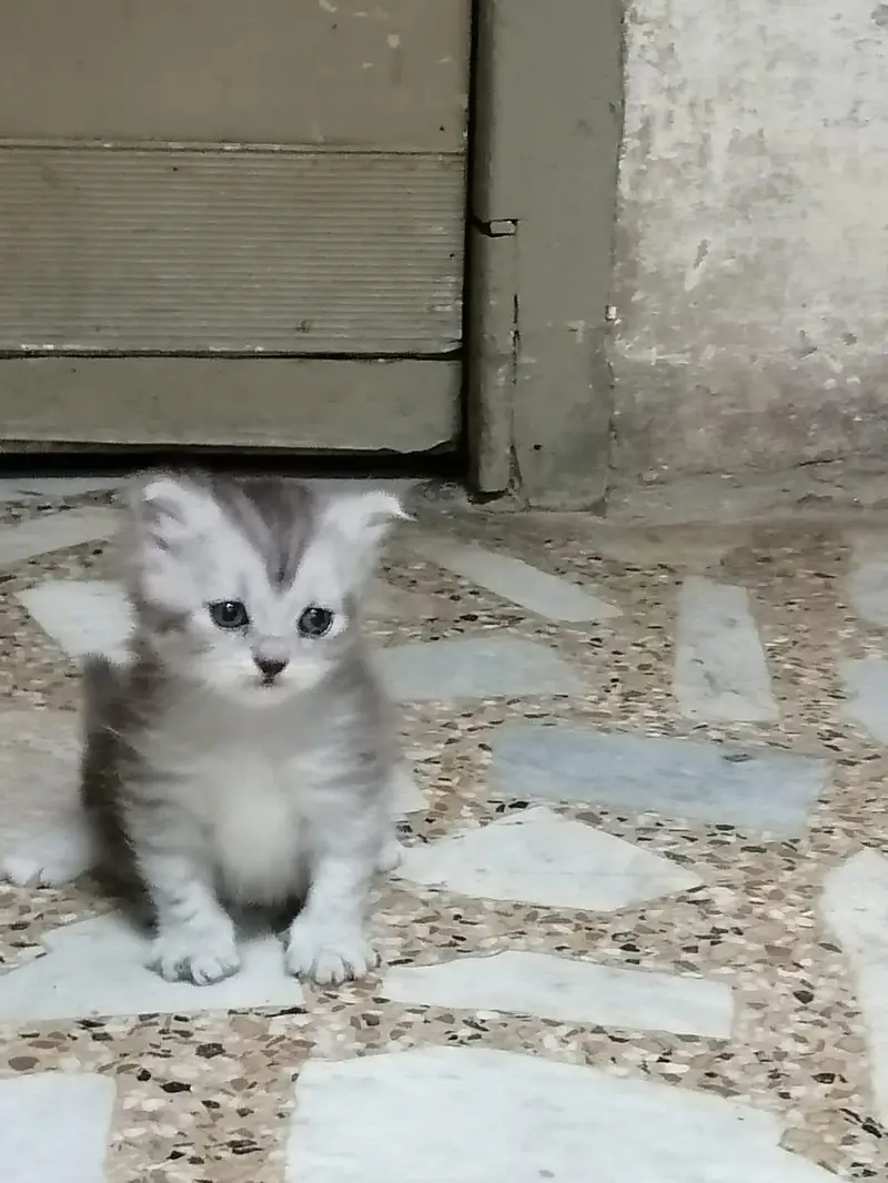 persian cat baby for sale — photo 3