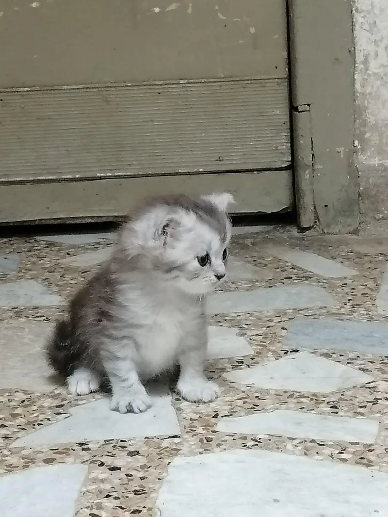 persian cat baby for sale — photo 4