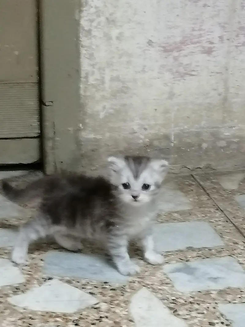 persian cat baby for sale — photo 5
