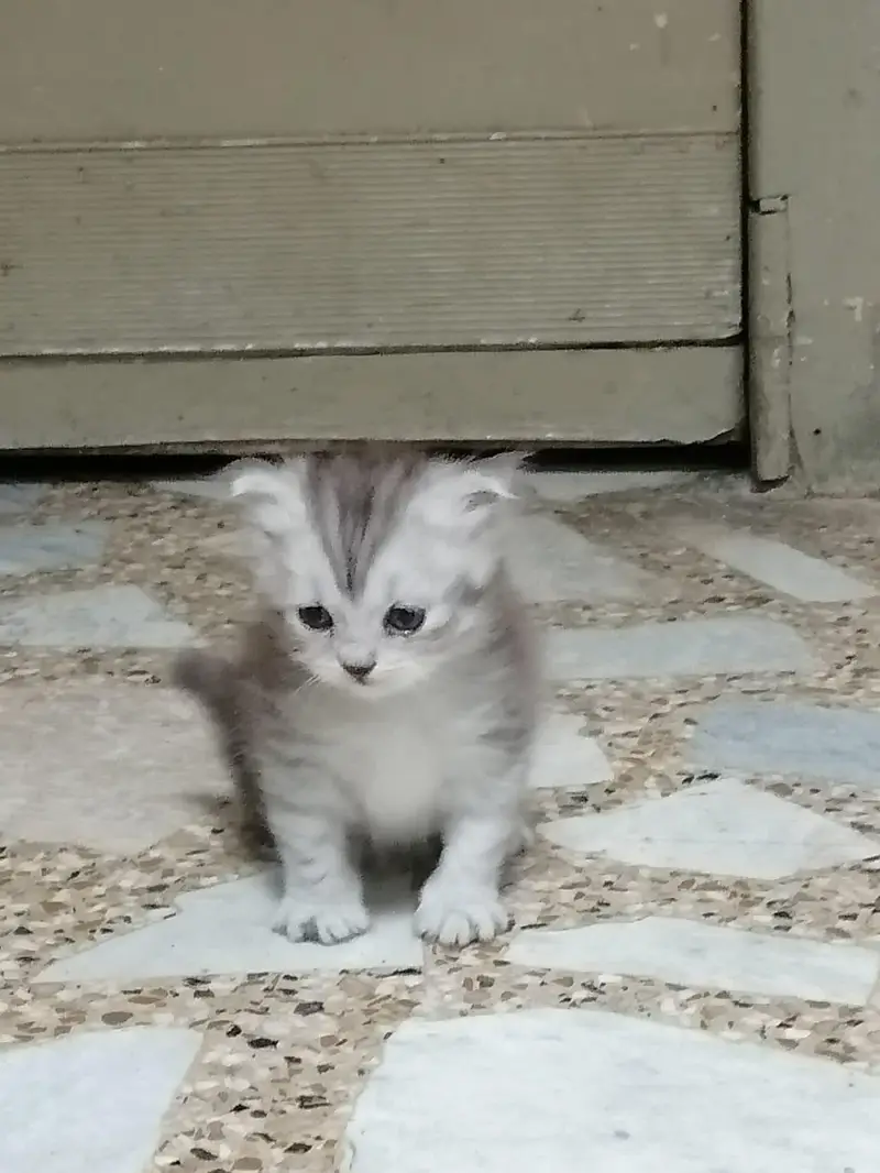 persian cat baby for sale — photo 6
