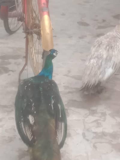 peacock