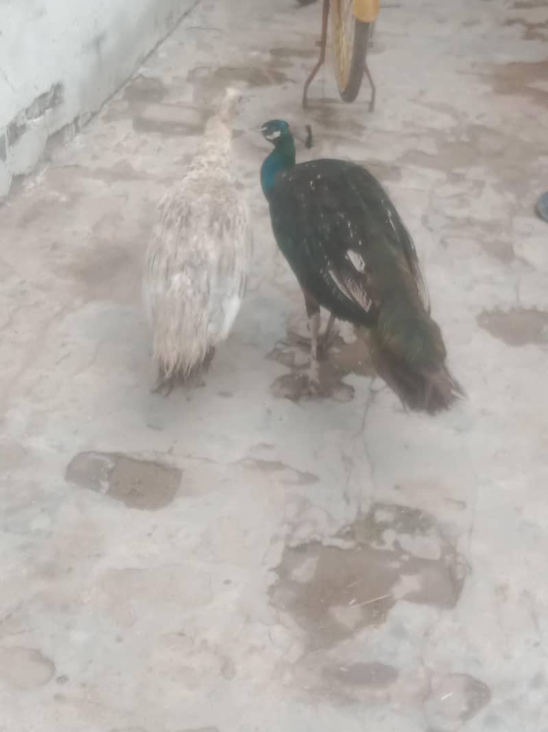 peacock 1