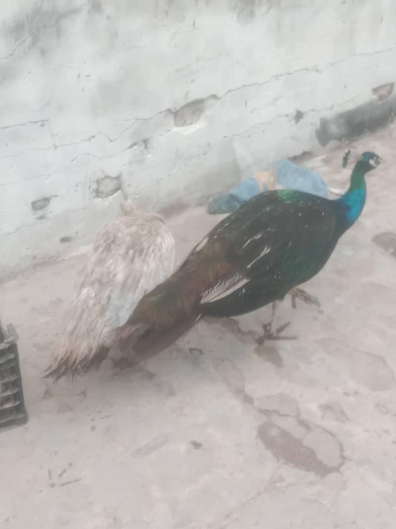 peacock 2