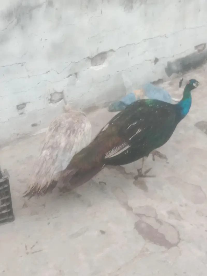 peacock — photo 3