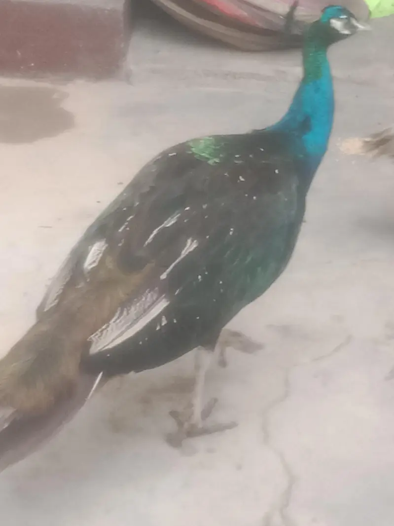 peacock — photo 4